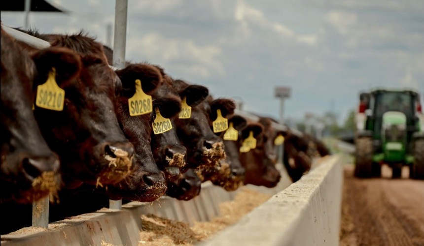 Japanese meat trading giant Starzen buys Darling Downs specialist Wagyu feedlot