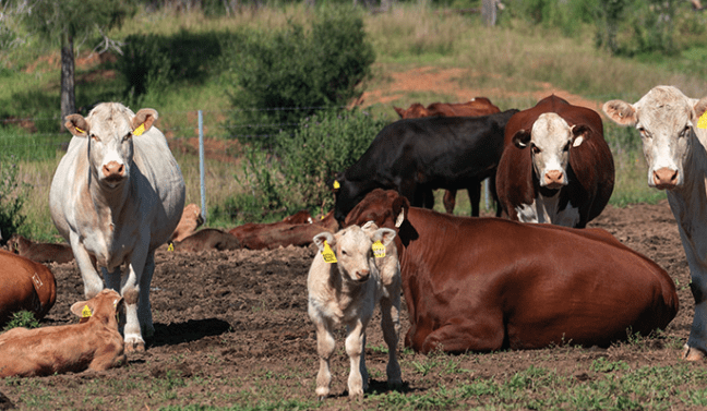 Nearly 2000 calves born on Southern Multi-breed research sites in 2024