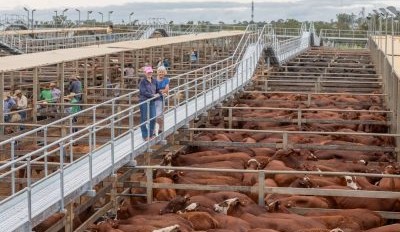 Roma store sale 3 Dec 2024: Prices solid in rain-boosted market