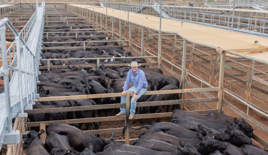 Regional cattle market wrap-up: Once in a generation rainfall shifts market sentiment