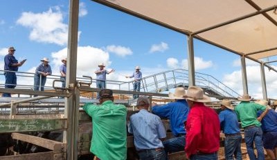 Roma sale 17 June 2025: Solid market for 8232 head