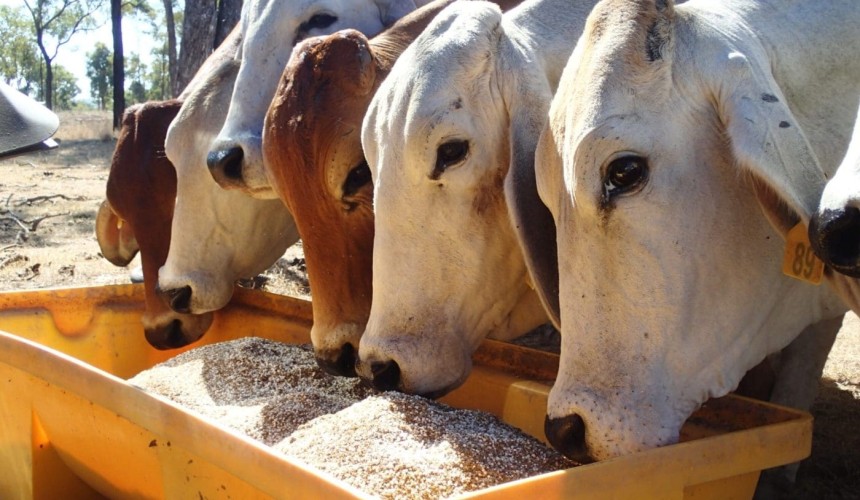 Middle East conflict impacting urea supply for stock lick