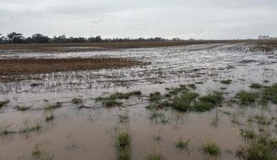 Feedgrain Focus: More rain hampers southern harvest