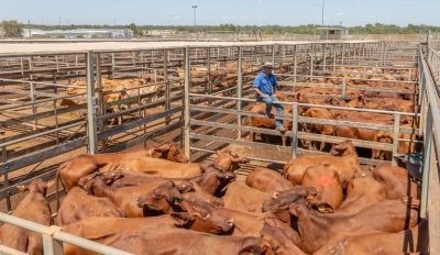 Roma sale 28 Jan 2025: Prices easier for all descriptions