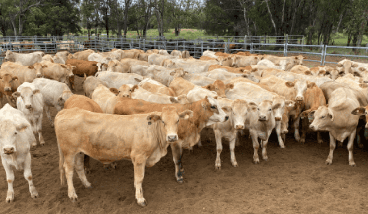 Heifers show stronger trend in second AuctionsPlus offering for the year