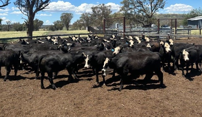 Feeder steer prices under pressure in larger 15,049 head AuctionsPlus offering