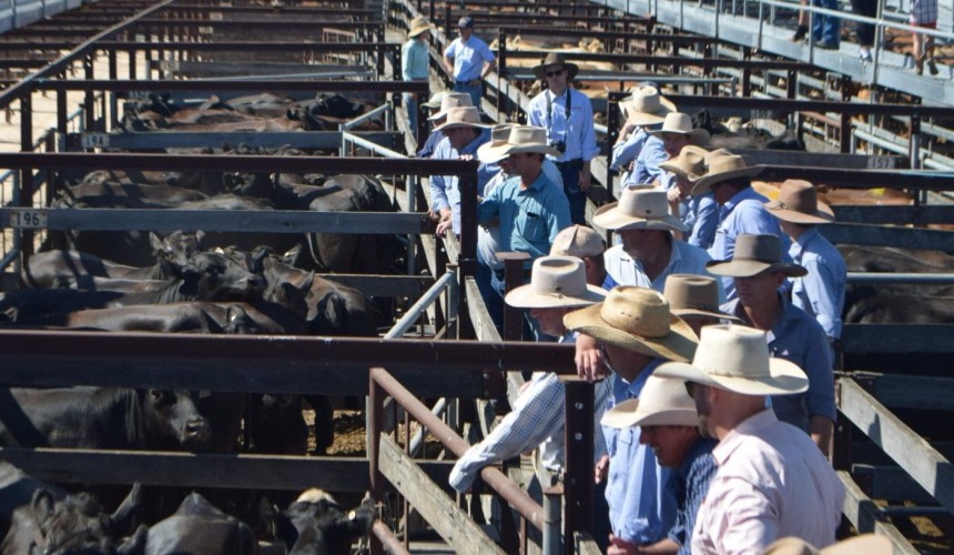 What saleyard trends tell us about cattle availability