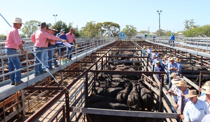Will more big numbers of cattle hit the market in the next month?