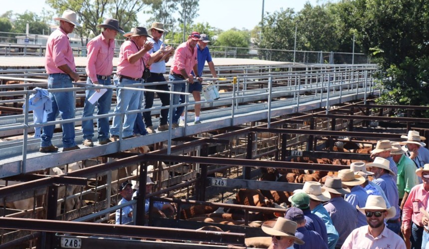 2025 cattle market put to early test with big sale yardings