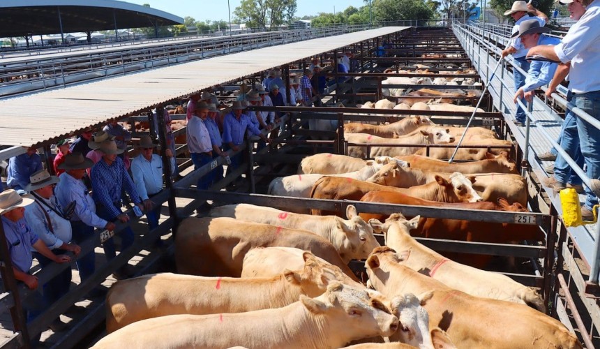Entries closing soon for revamped and expanded Ekka prime beef and feeder cattle competition