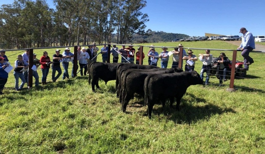 Revived Armidale Feeder Steer School 2.0 close to being fully-subscribed