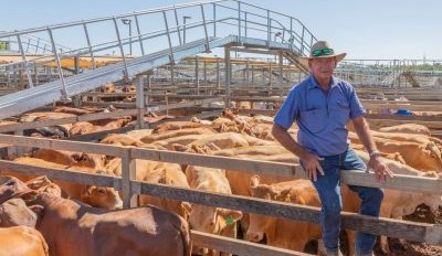 Roma sale 21 Jan 2025: Yarding doubles to 11,000 head