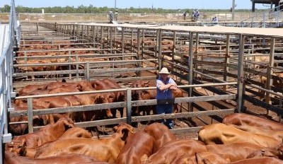 Roma sale 14 Jan 2025: Prices open on firm note