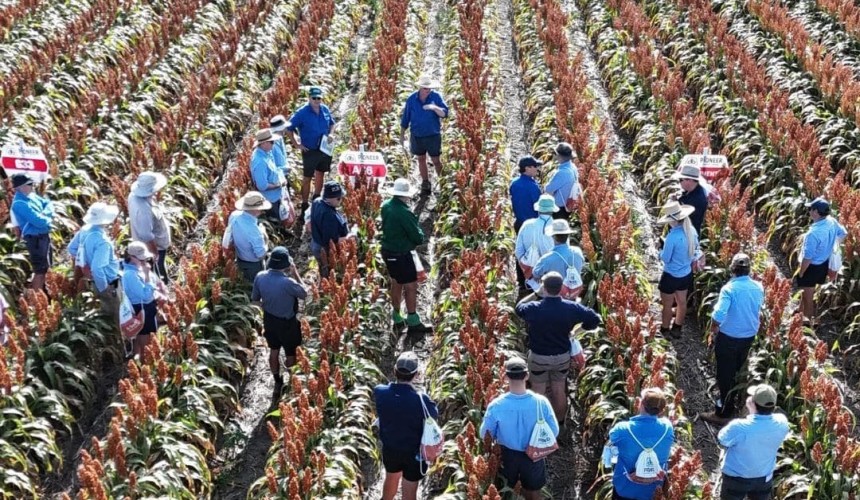 Sorghum harvest starts in southern Qld, northern NSW