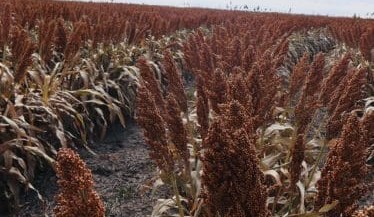 Feedgrain Focus: Cereals flat as pulses, canola hog action