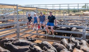 Roma sale 11 Feb 2025: Market firm to dearer