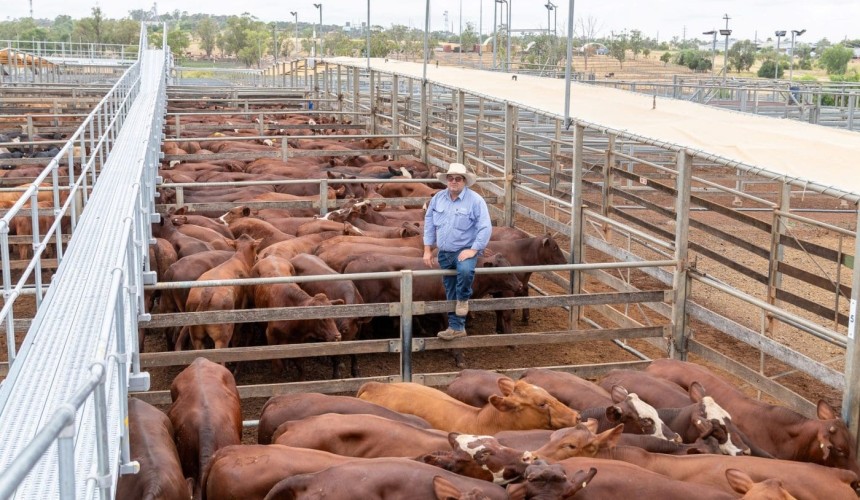 Resurgent cow prices suggest simple ‘meat in a box’ beats quality