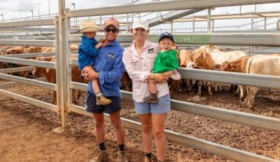 Roma sale 4 Feb 2025: Prices firm to dearer for 4444 head yarding