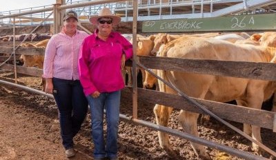 Roma sale 18 Feb 2025: Market firm to dearer for larger yarding