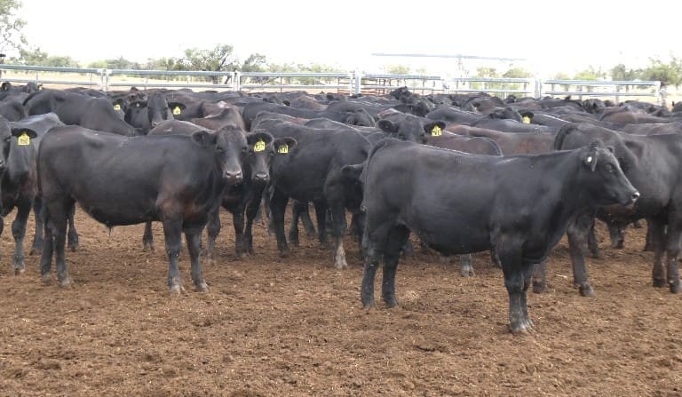 Lighter steers and heifers show the best of the gains in 9331 head AuctionsPlus offering