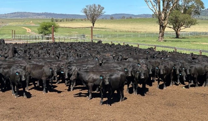Further gains in young cattle values in 10,278 head AuctionsPlus offering    