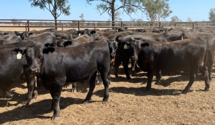 Heifers show some gains in 15,050 head AuctionsPlus offering