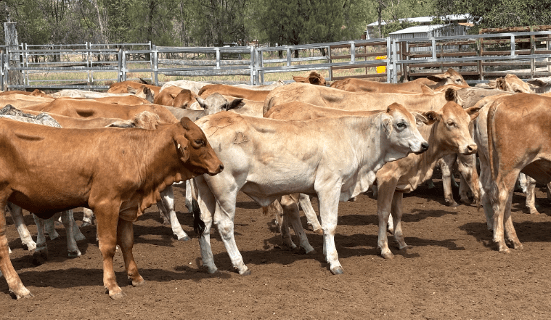 Steer and heifers prices fall, in smaller 7867 head AuctionsPlus offering