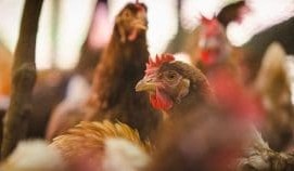 Livestock warning after bird flu outbreak at Victorian poultry farm