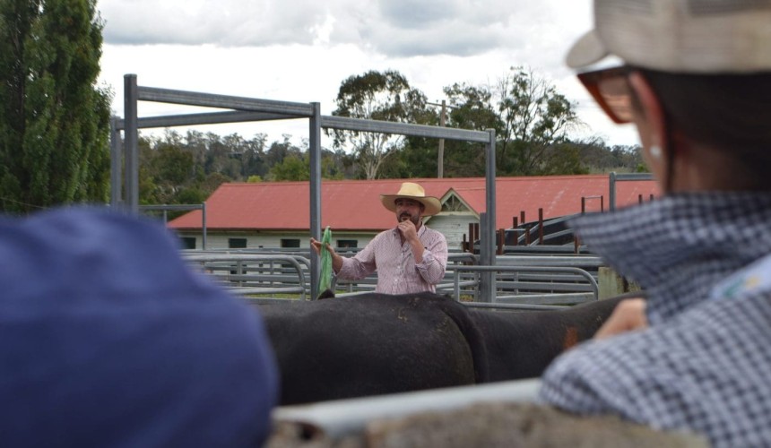 “Know your cattle” four tips for getting more value out of feeder steers