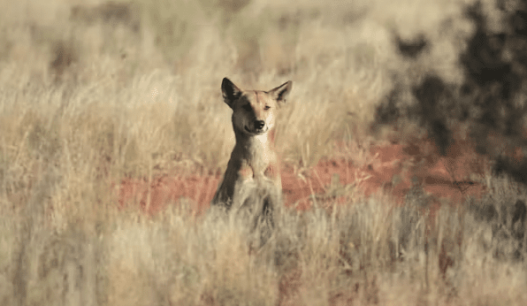 Does baiting feral cats, foxes and dingoes work?