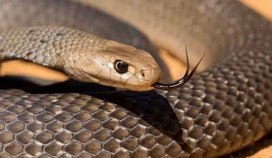Scientists close in on one-shot cure for deadly snakebites