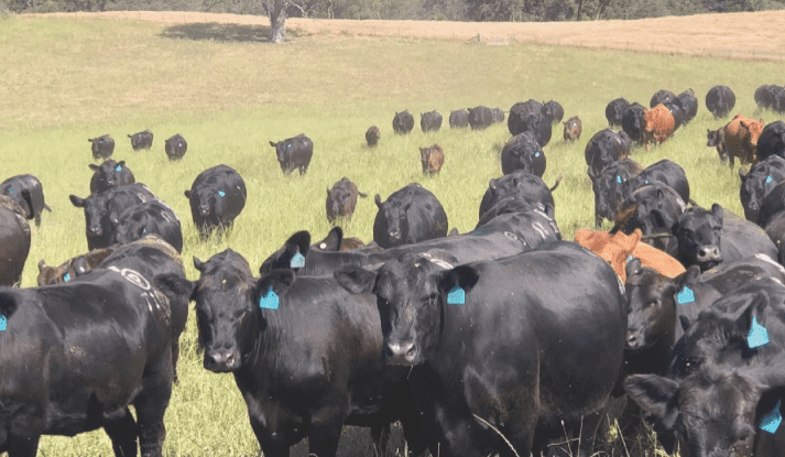 Paringa livestock field day to explore what “natural capital” is