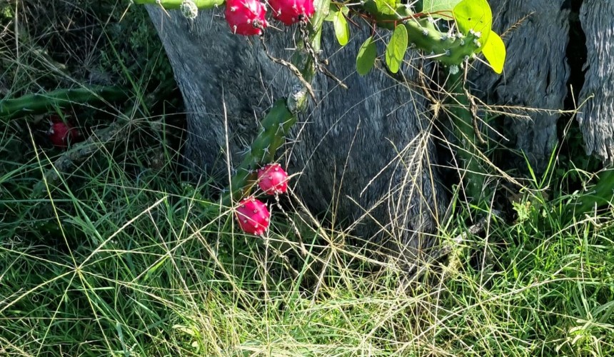 Farmers warn of cactus crisis