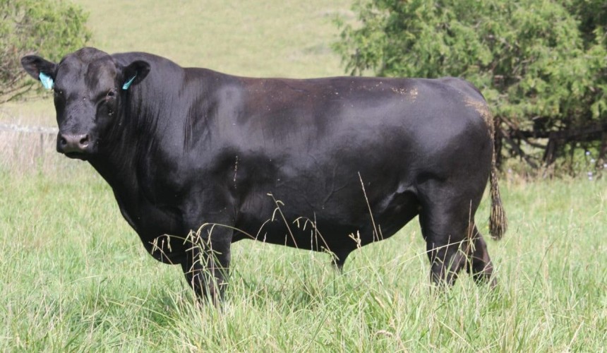 A different approach to seedstock production