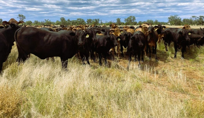 Institutional-scale grazing opportunities in southern Qld/Northern NSW