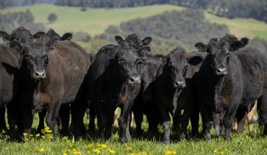 Opportunity for mixed farmers to adopt research innovations