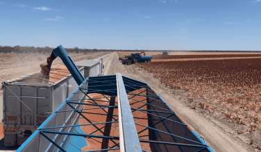 Feedgrain Focus: SA demand lifts barley values