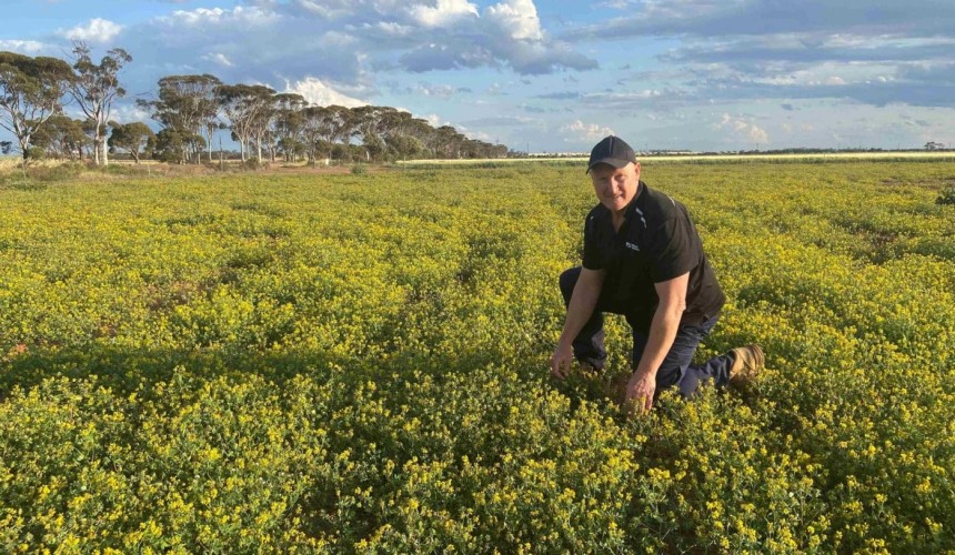 World-first legume cultivar developed to boost farm resilience