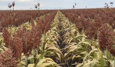 Feedgrain Focus: Grower sales pick up in north