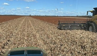 Feedgrain Focus: Northern bids jump to draw out volume