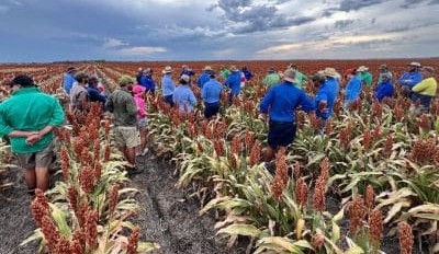 Feedgrain Focus: Growers hold as dry grips south