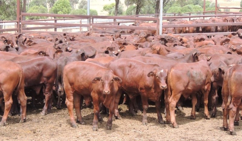 Lighter steer and heifers lift, while other categories were mixed in larger AuctionsPlus offering