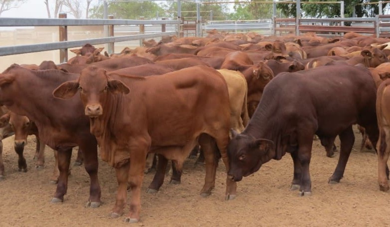Lighter steers and heifers easier in smaller 13,340 head online offering              