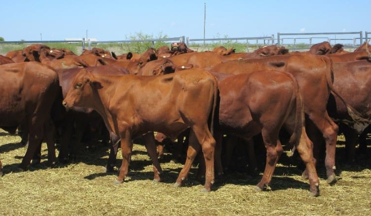 Young cattle prices easier in 11,503 head AuctionsPlus offering