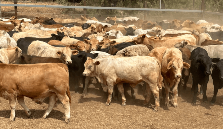 Rain drives strong price and clearance uplift on AuctionsPlus