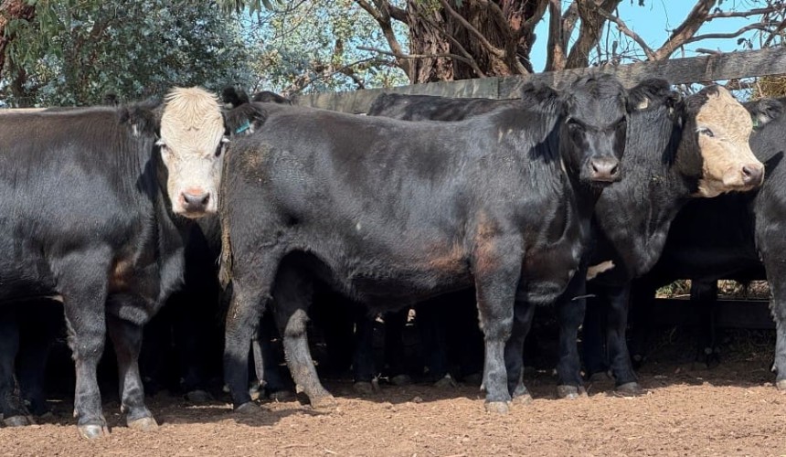 Prices lift in most steer and heifer categories, in 11,800 head AuctionsPlus offering