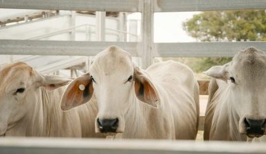 Implanting cattle for profit