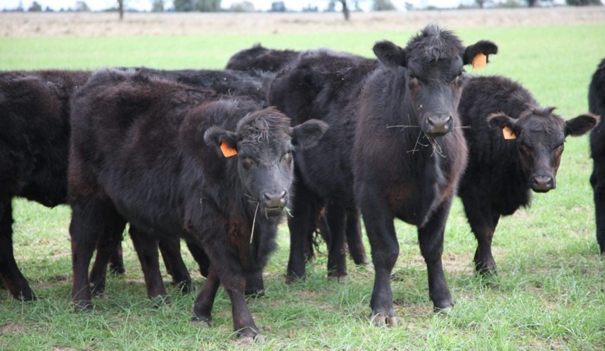 Zolvix Plus now registered for use in cattle