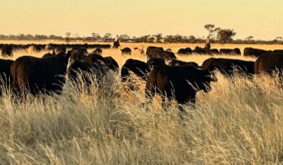 Movement at the Station: properties for sale in QLD and the NT