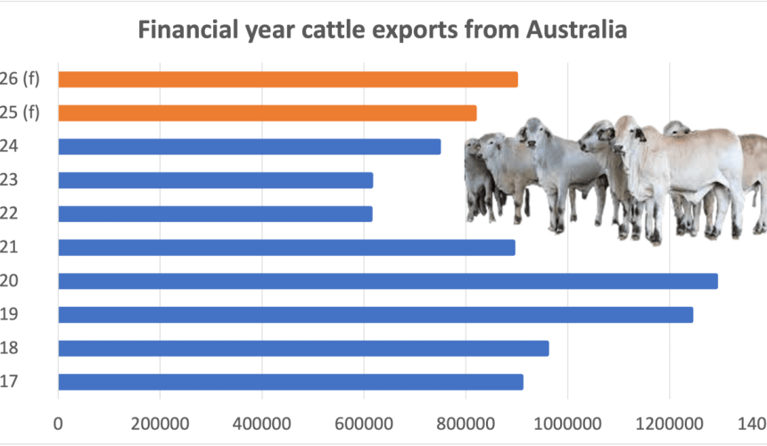 Live cattle export volumes forecast to hit five-year high